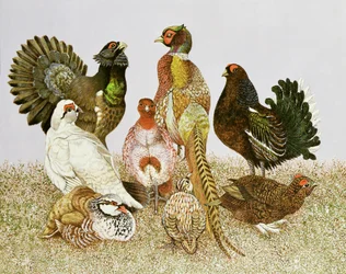 Gibier à plumes