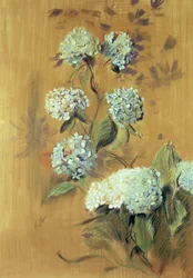 Hortensias