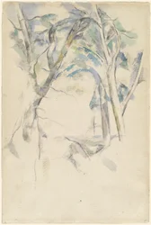 Arbres penchés sur des rochers