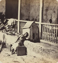 Chien de Garvel Martinique, années 1870