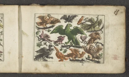 Rapace, onze autres oiseaux et une chauve-souris