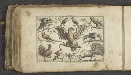Rapace, neuf autres oiseaux et une chauve-souris