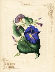 Fleurs et feuillage de gloire du matin