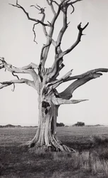 Arbre mort, marais de Romney