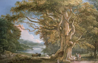 Ancien hêtre