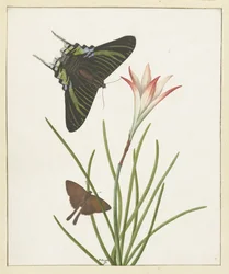 Deux papillons près d