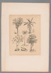 Cinq types de cultures et un serpent