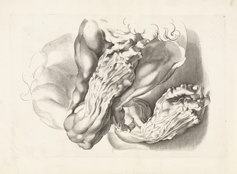Études anatomiques de bras