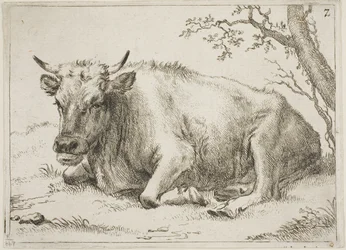 Vache couchée à côté d