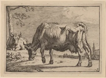 Vache en train de paître