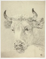 Tête de vache