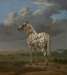 Cheval pie, vers 1654