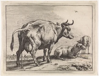 Vache urinant