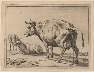 Vache urinant