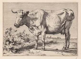 La vache à la corne froissée, de divers bœufs et vaches