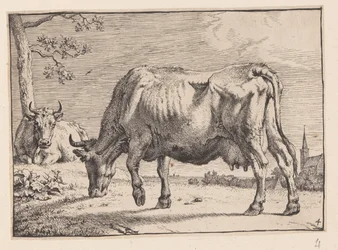 La vache en train de brouter, tirée de Différents bœufs et vaches