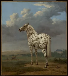 Le cheval "Pie", vers 1650-1654 (Huile sur toile)