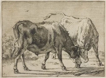 Deux taureaux se battant