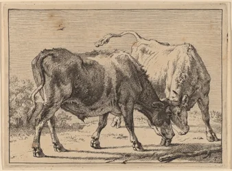 Deux bœufs se battant