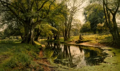 Eau calme dans la forêt