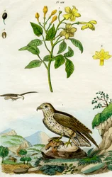Jasmin et Aigle botté, XVIIIe ou XIXe siècle