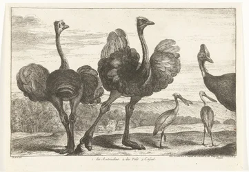Autruches, casoar et spatule