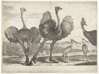 Autruches, casoar et spatule (Vogels uit de menagerie van Versailles)