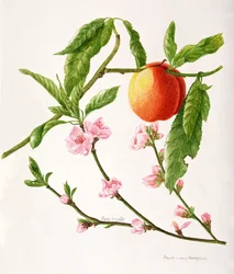 Peach var : Pèlerin (aquarelle)