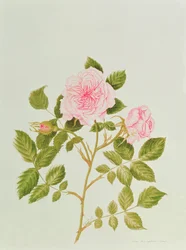 Rosa var : Gertrude Jekyll (aquarelle)