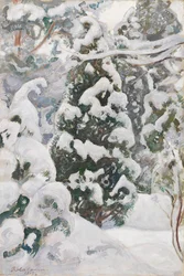 Genévrier dans la neige