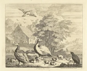 Oies avec des poussins près d