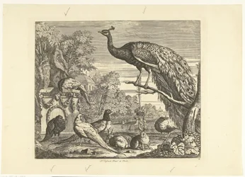 Paon, lapins et autres oiseaux près d