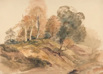 Arbres sur une berge
