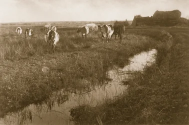 Bétail dans le marais, vers 1886