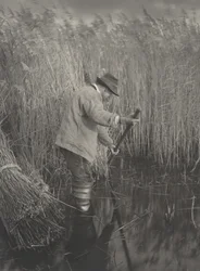 Un coupeur de roseaux au travail, 1886