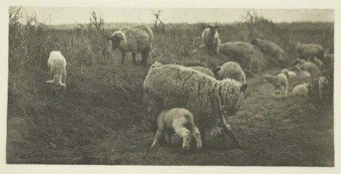 Une pastorale de mars (Suffolk)