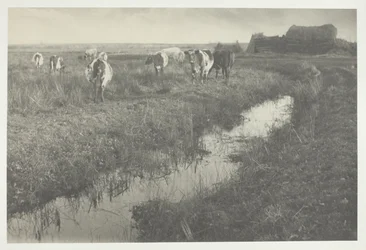 Bovins dans les marais