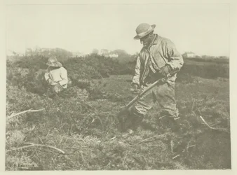 Coupe de genêts sur une commune du Suffolk