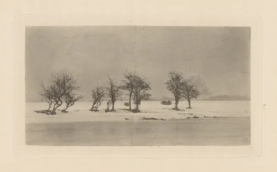 Arbres épineux noueux