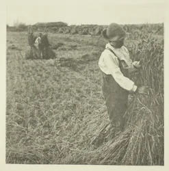 Choc de maïs (Norfolk)