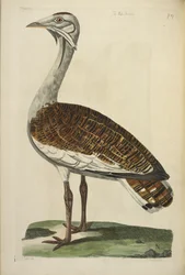 Le bustard mâle, illustration de 