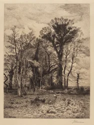 Le bord du marais