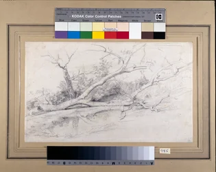 Un arbre tombé près d