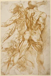 Études anatomiques