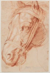 Tête de cheval