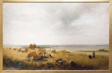 Un champ de maïs