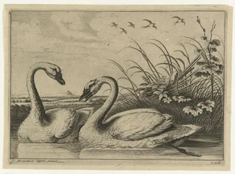 Deux cygnes