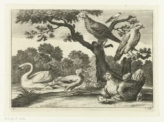 Cygne, poule avec poussins et autres oiseaux (Diversarum avium species, Verschillende vogels)
