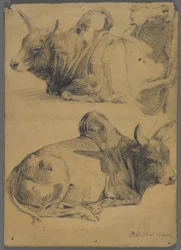 Taureaux Brahmanes