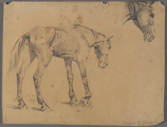 Cheval et tête de cheval